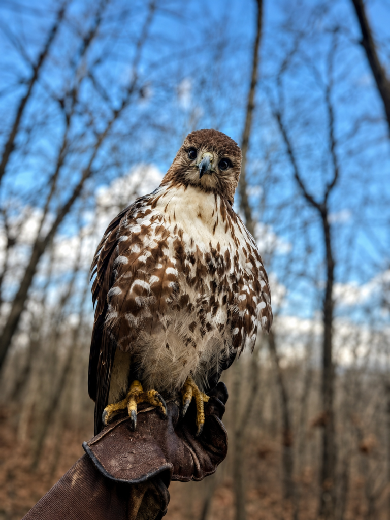 One of Madison's Red Tailed Hawks